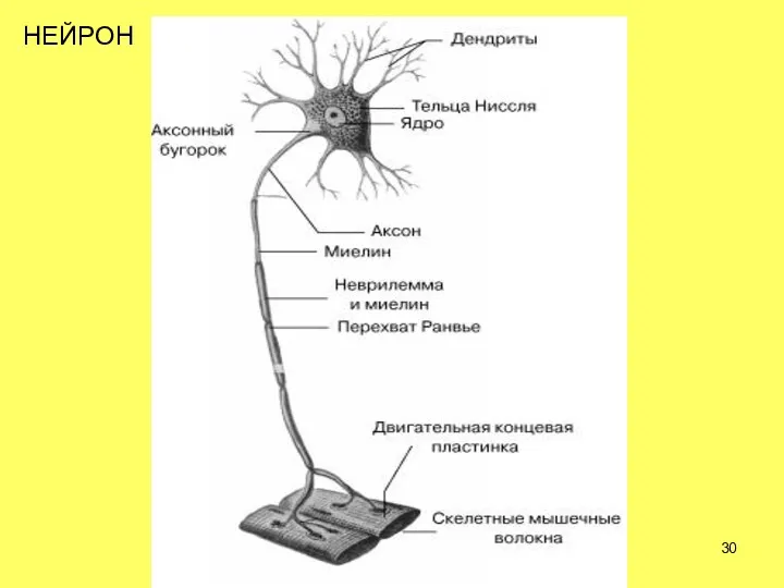 НЕЙРОН