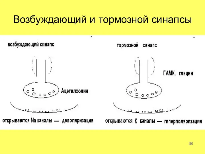 Возбуждающий и тормозной синапсы