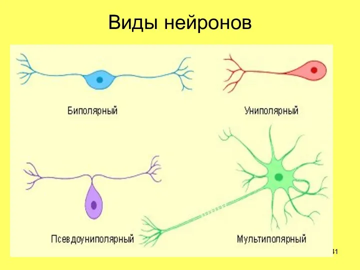 Виды нейронов