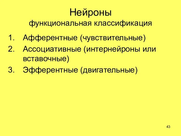 Нейроны функциональная классификация Афферентные (чувствительные) Ассоциативные (интернейроны или вставочные) Эфферентные (двигательные)