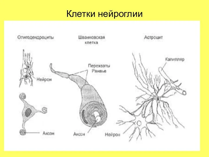 Клетки нейроглии