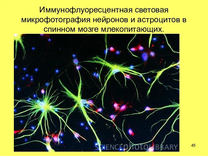Иммунофлуоресцентная световая микрофотография нейронов и астроцитов в спинном мозге млекопитающих.