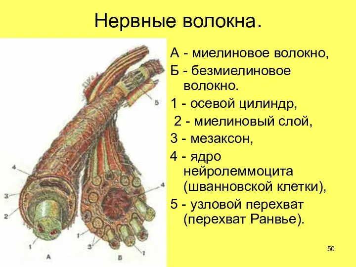 Нервные волокна. А - миелиновое волокно, Б - безмиелиновое волокно. 1