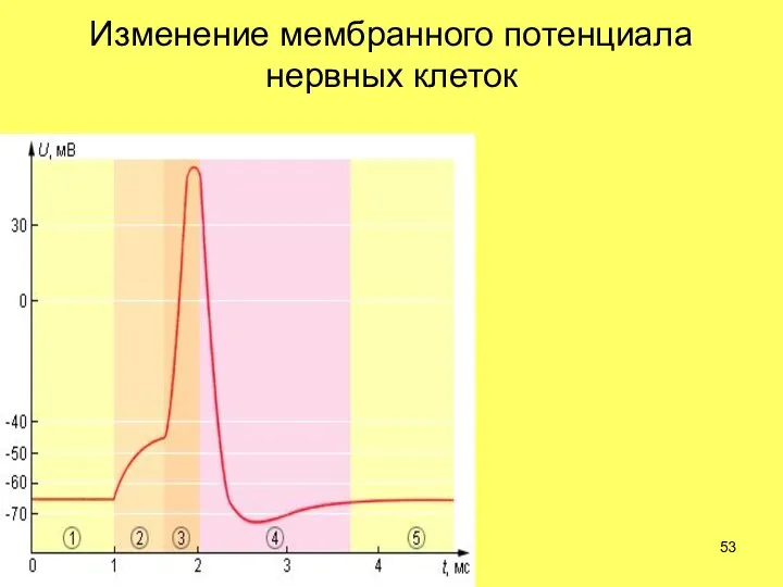 Изменение мембранного потенциала нервных клеток