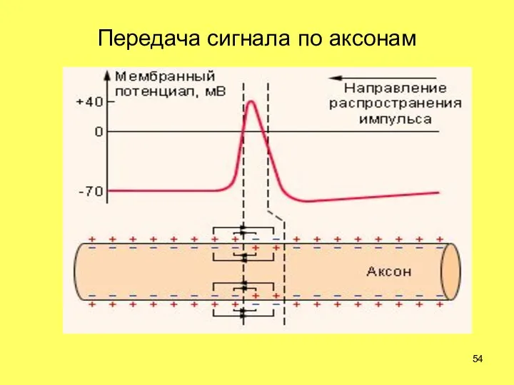 Передача сигнала по аксонам