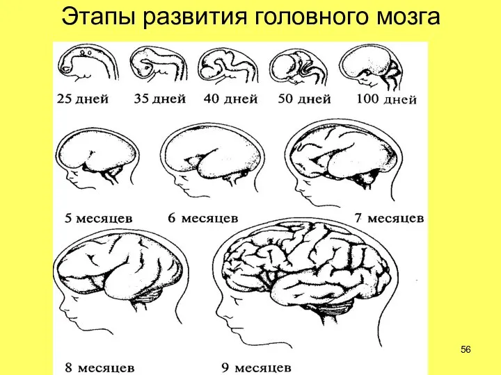 Этапы развития головного мозга