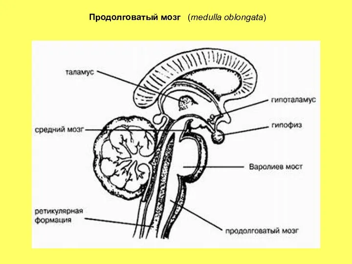 Продолговатый мозг (medulla oblongata)