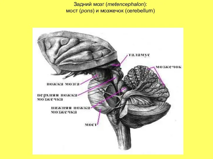 Задний мозг (metencephalon): мост (pons) и мозжечок (сerebellum)