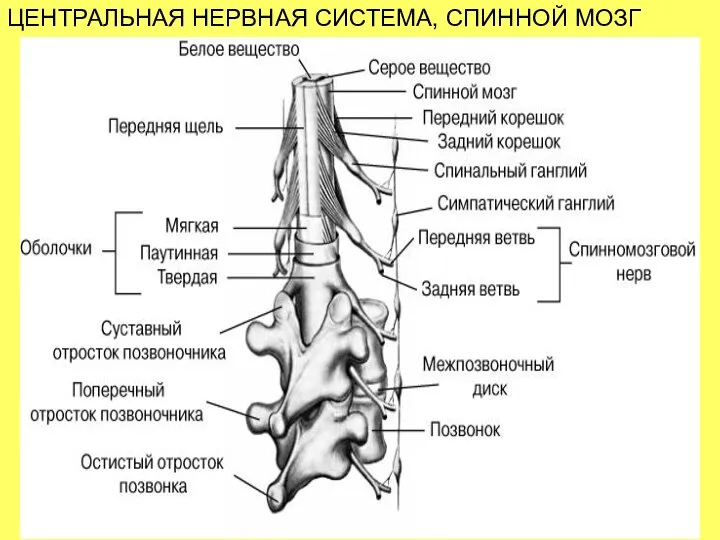 ЦЕНТРАЛЬНАЯ НЕРВНАЯ СИСТЕМА, СПИННОЙ МОЗГ