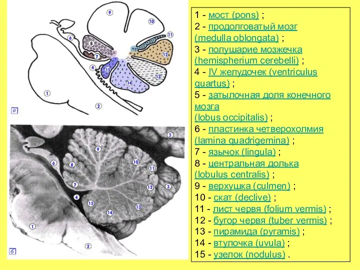 1 - мост (pons) ; 2 - продолговатый мозг (medulla oblongata)