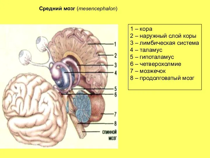 Средний мозг (mesencephalon) 1 – кора 2 – наружный слой коры