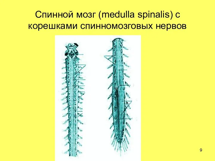 Спинной мозг (medulla spinalis) с корешками спинномозговых нервов