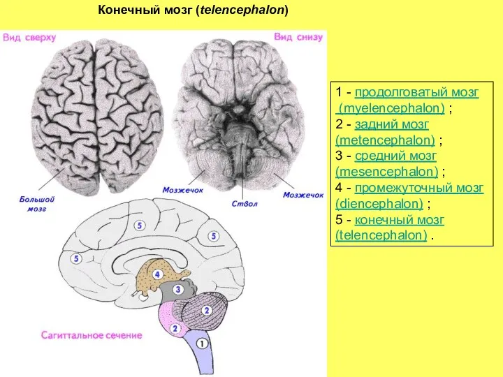 1 - продолговатый мозг (myelencephalon) ; 2 - задний мозг (metencephalon)