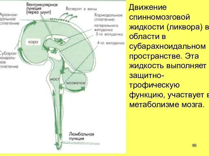 Движение спинномозговой жидкости (ликвора) в области в субарахноидальном пространстве. Эта жидкость