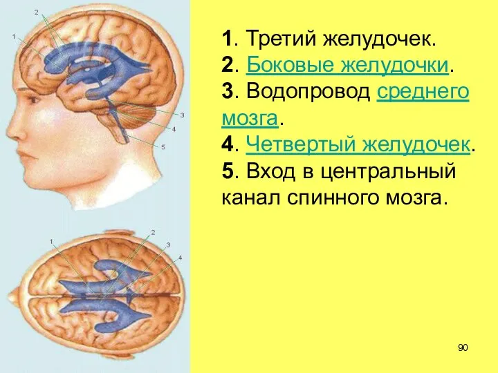 1. Третий желудочек. 2. Боковые желудочки. 3. Водопровод среднего мозга. 4.