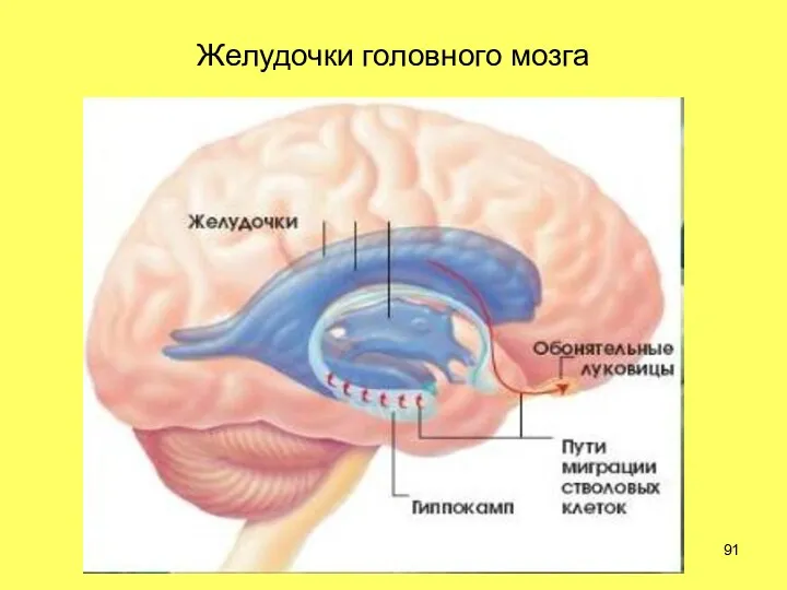 Желудочки головного мозга