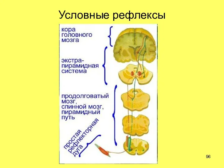 Условные рефлексы