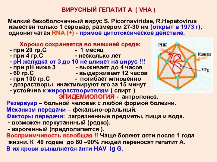 ВИРУСНЫЙ ГЕПАТИТ А ( VHA ) Мелкий безоболочечный вирус S. Picornaviridae,