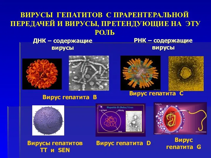 ВИРУСЫ ГЕПАТИТОВ С ПРАРЕНТЕРАЛЬНОЙ ПЕРЕДАЧЕЙ И ВИРУСЫ, ПРЕТЕНДУЮЩИЕ НА ЭТУ РОЛЬ