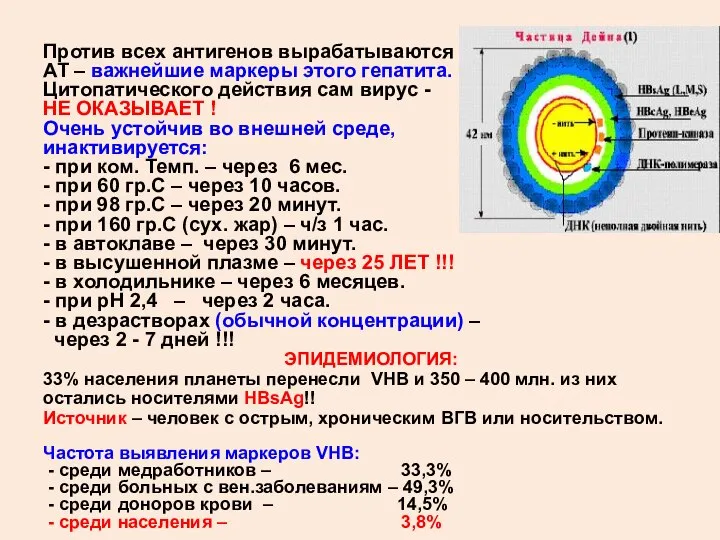 Против всех антигенов вырабатываются АТ – важнейшие маркеры этого гепатита. Цитопатического