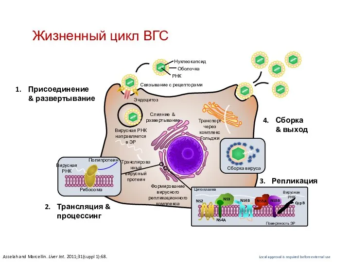 Жизненный цикл ВГС Asselah and Marcellin. Liver Int. 2011;31(suppl 1):68. Присоединение