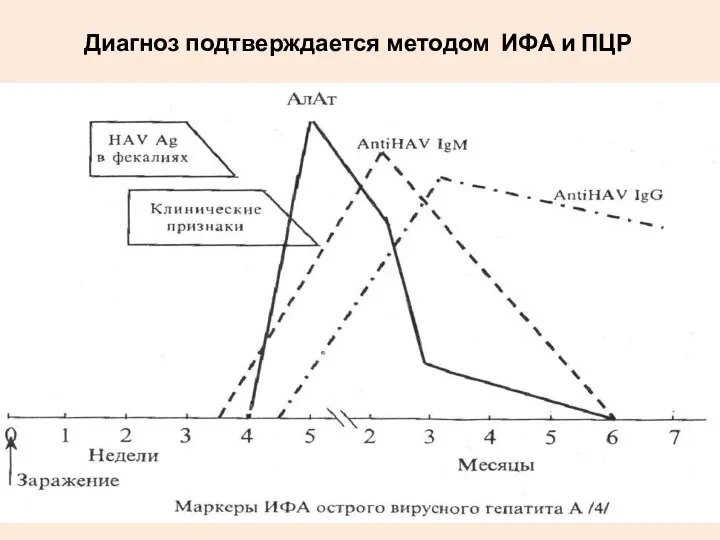 Диагноз подтверждается методом ИФА и ПЦР