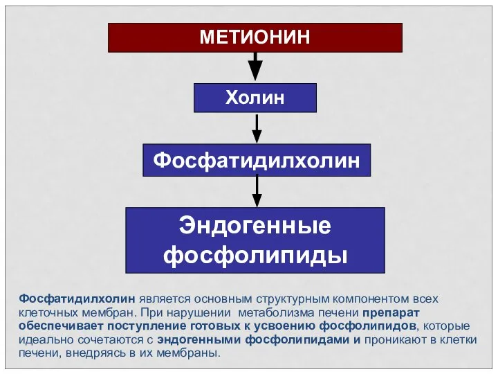 МЕТИОНИН Холин Фосфатидилхолин Эндогенные фосфолипиды Фосфатидилхолин является основным структурным компонентом всех