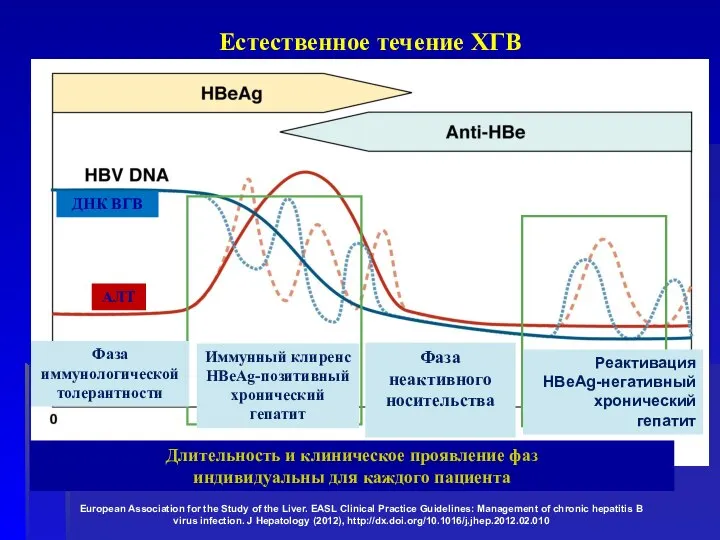 ДНК ВГВ АЛТ Годы Естественное течение ХГВ European Association for the