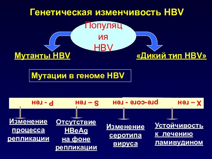 Генетическая изменчивость HBV Мутанты HBV «Дикий тип HBV» Мутации в геноме