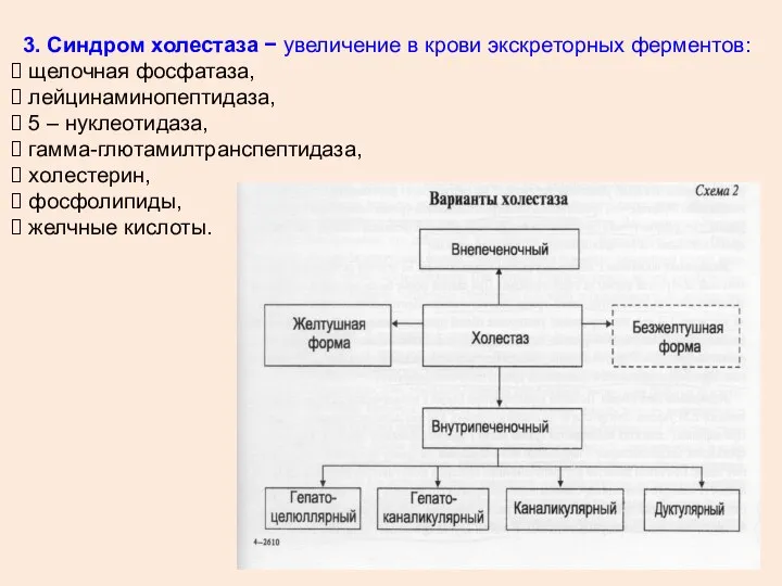 3. Синдром холестаза − увеличение в крови экскреторных ферментов: щелочная фосфатаза,