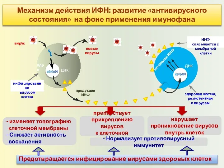 - изменяет топографию клеточной мембраны - Снижает активность воспаления ядро вирус