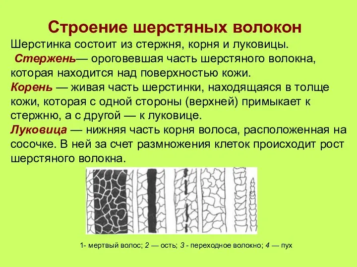 Строение шерстяных волокон Шерстинка состоит из стержня, корня и луковицы. Стержень—