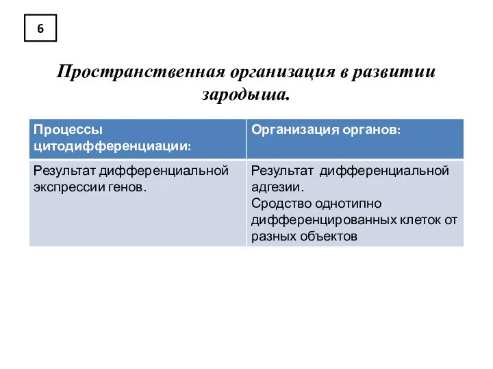 6 Пространственная организация в развитии зародыша.