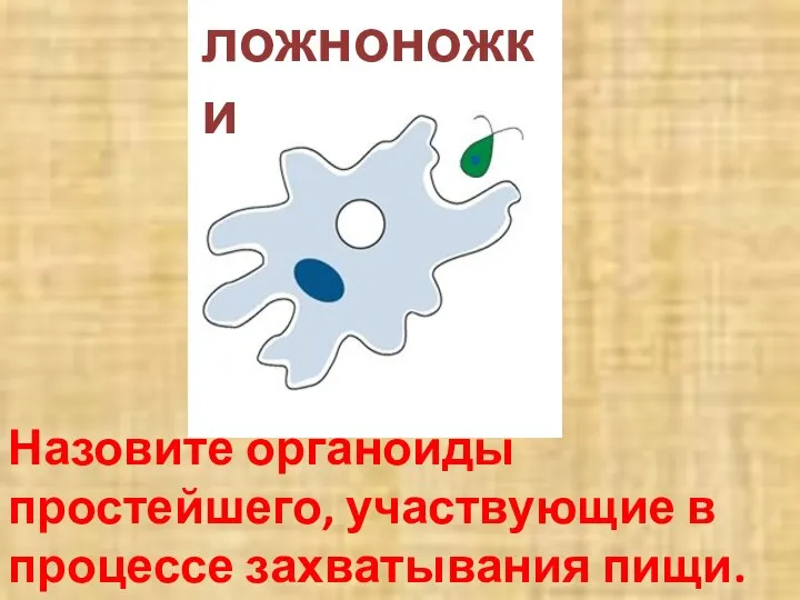 Назовите органоиды простейшего, участвующие в процессе захватывания пищи. ложноножки