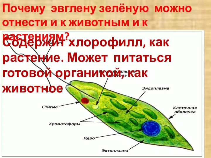 Почему эвглену зелёную можно отнести и к животным и к растениям?