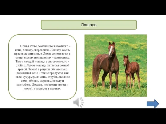 Лошадь Семья этого домашнего животного – конь, лошадь, жеребенок. Лошади очень