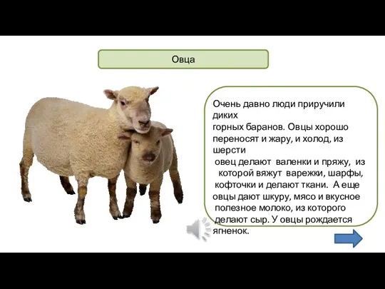 Овца Очень давно люди приручили диких горных баранов. Овцы хорошо переносят