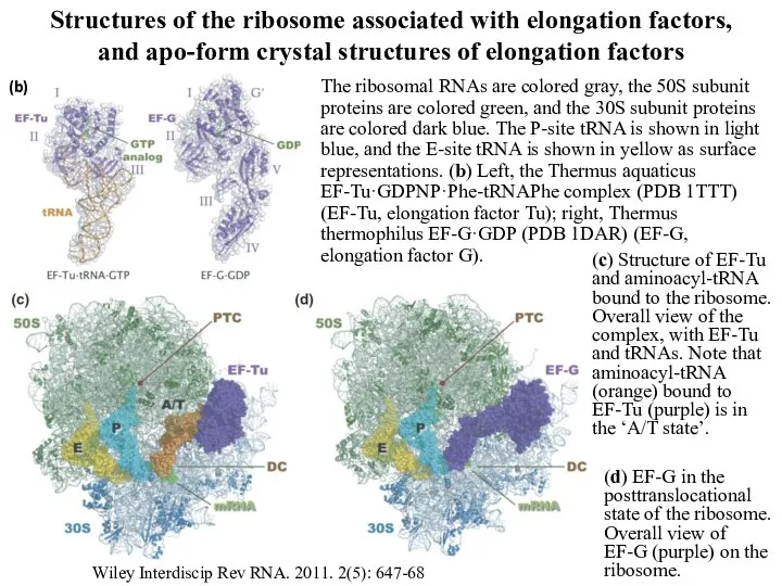 Structures of the ribosome associated with elongation factors, and apo-form crystal