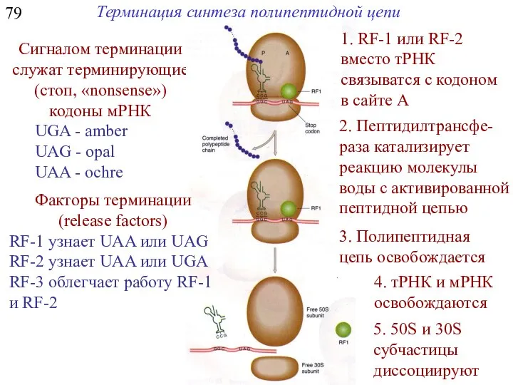 79 Терминация синтеза полипептидной цепи Сигналом терминации служат терминирующие (стоп, «nonsense»)