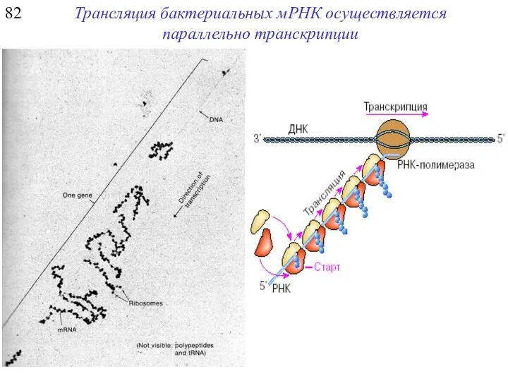 82 Трансляция бактериальных мРНК осуществляется параллельно транскрипции