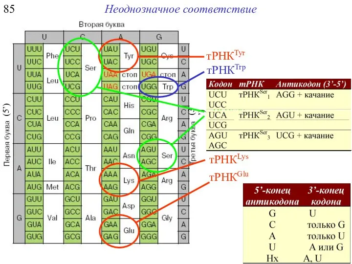 85 Неоднозначное соответствие тРНКTyr тРНКGlu тРНКLys тРНКTrp тРНКSer1 тРНКSer2 тРНКSer3