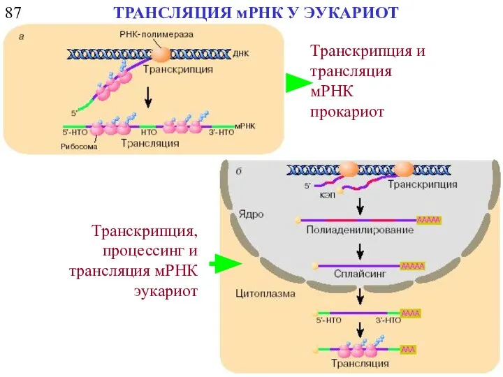 87 ТРАНСЛЯЦИЯ мРНК У ЭУКАРИОТ Транскрипция и трансляция мРНК прокариот Транскрипция, процессинг и трансляция мРНК эукариот