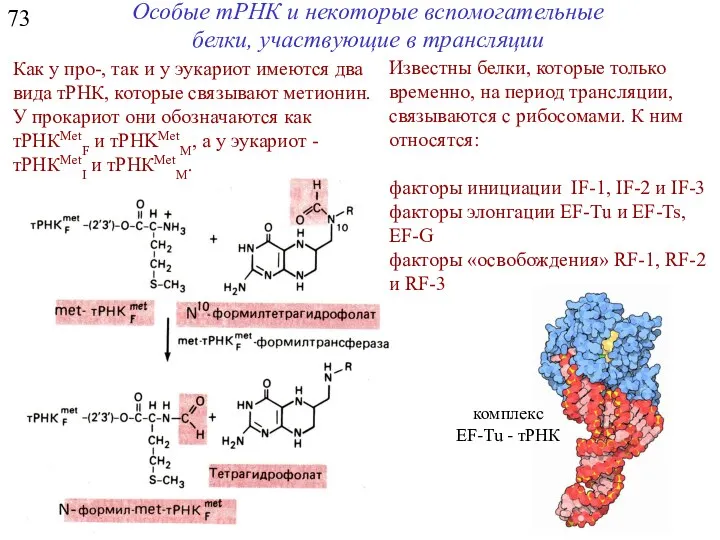 73 Особые тРНК и некоторые вспомогательные белки, участвующие в трансляции Как