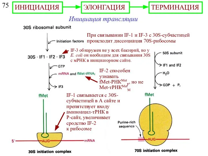 75 Инициация трансляции IF-2 способен узнавать fMet-РНКMetF, но не Met-тРНКMetM При