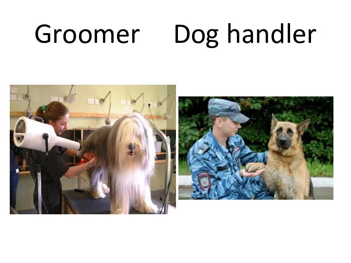 Groomer Dog handler