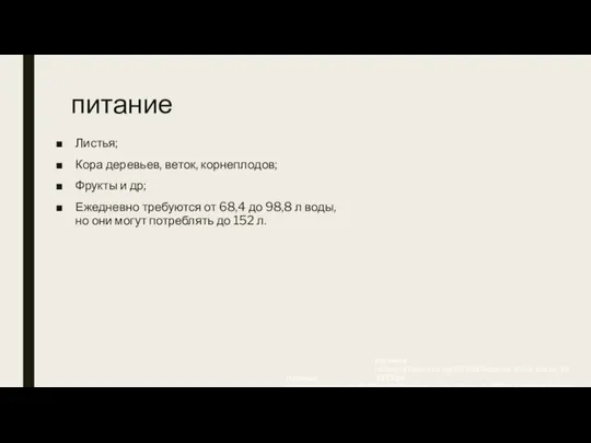 питание Листья; Кора деревьев, веток, корнеплодов; Фрукты и др; Ежедневно требуются