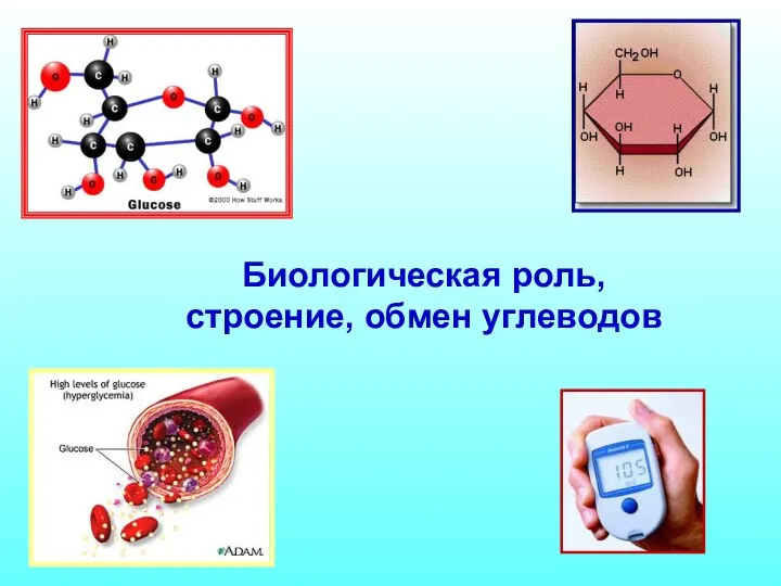 Биологическая роль, строение, обмен углеводов