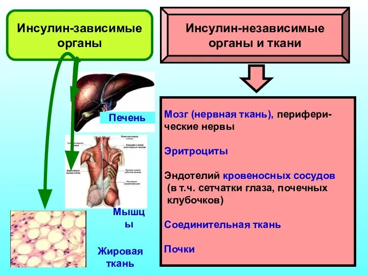 Инсулин-зависимые органы Инсулин-независимые органы и ткани Мозг (нервная ткань), перифери- ческие