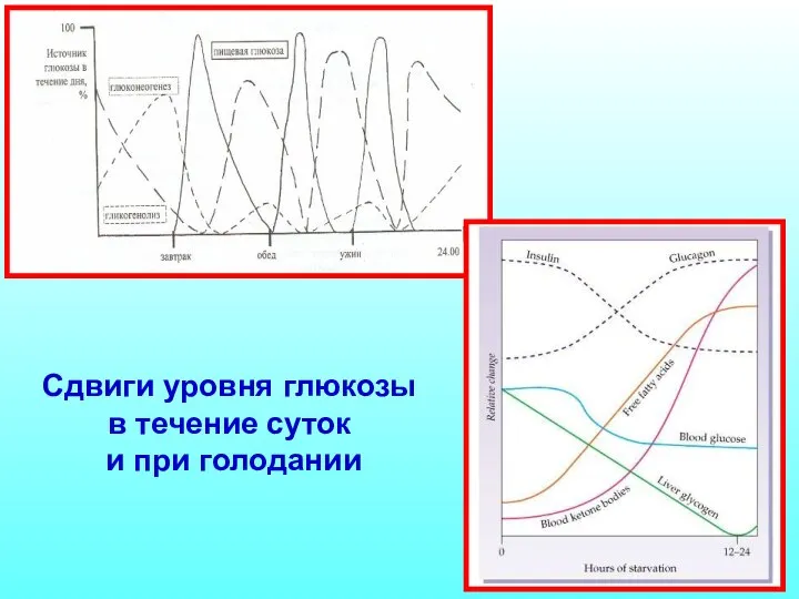 Сдвиги уровня глюкозы в течение суток и при голодании