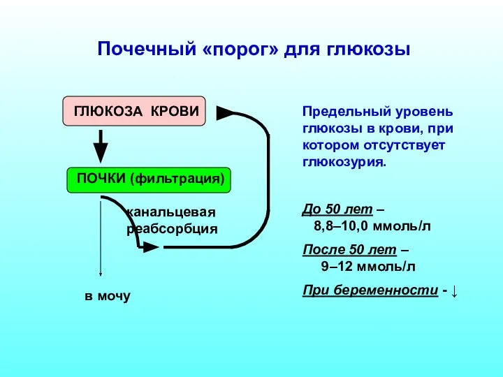 Почечный «порог» для глюкозы ГЛЮКОЗА КРОВИ ПОЧКИ (фильтрация) канальцевая реабсорбция в